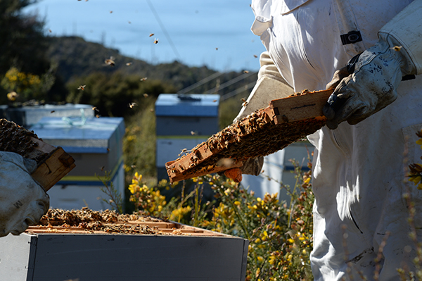 無農薬養蜂を徹底