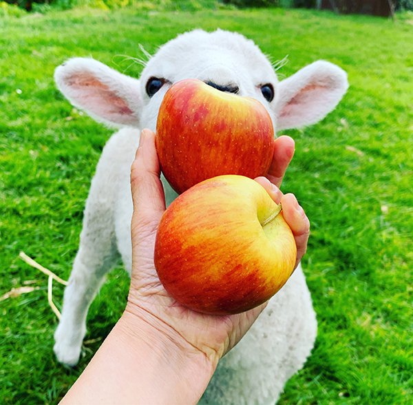 ニュージーランド産りんごと羊