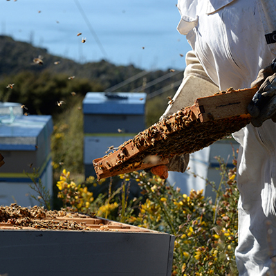 無農薬養蜂を徹底