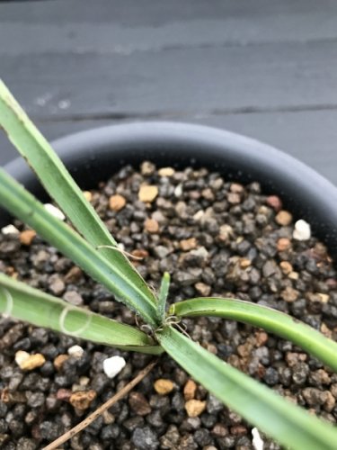 Hesperaloe parviflora ヘスペラロエ パルビフローラの生産販売。