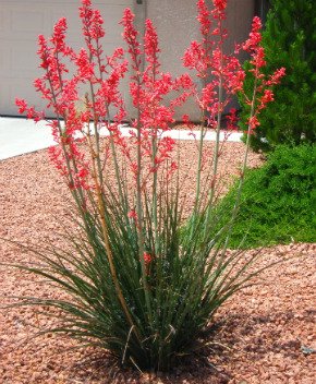 Hesperaloe parviflora ヘスペラロエ パルビフローラの生産販売。