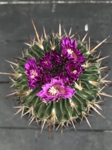 Echinofossulocactus kellerianusエキノフォスロカクタス 剣恋玉