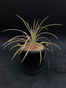 <img class='new_mark_img1' src='https://img.shop-pro.jp/img/new/icons25.gif' style='border:none;display:inline;margin:0px;padding:0px;width:auto;' />Agave stricta subsp .falcata(blue)