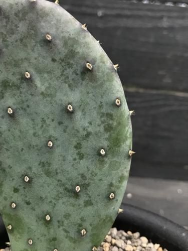 ウチワサボテン 団扇サボテン バーバンク 大丸盆 サボテン 多肉植物 観葉植物 Amazon.co.jp: 多肉植物 ウチワサボテン 団扇サボテン 8号 バー