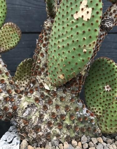 Opuntia microdasys var.rubra オプンティア 赤鳥帽子 Opuntia microdasys var.rubra オプンティア 赤鳥帽子