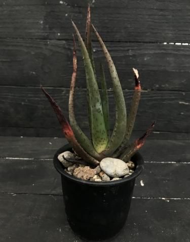 Aloe Wickensii 紫光錦の生産と販売 Aloe Wickensii 紫光錦の生産と販売