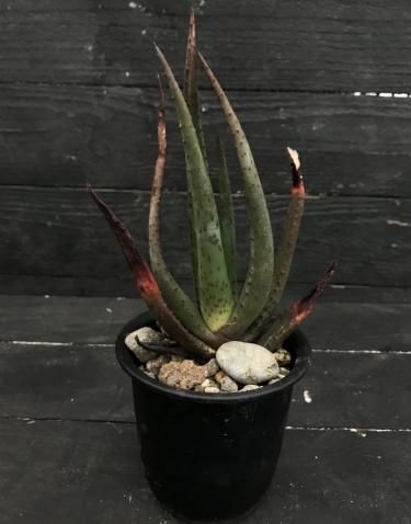 Aloe Wickensii 紫光錦の生産と販売