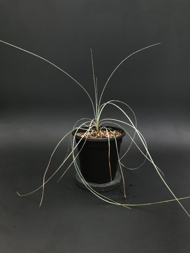 Dasylirion glaucophyllum ダシリリオン グラウコフィルム 苗販売・通販