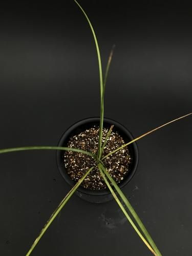 ノリナ　ネルソニー ノリナ ネルソニー 苗 販売 苗木部 By 花ひろばオンライン