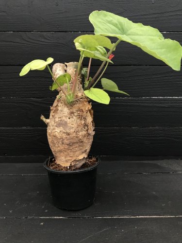 Jatropha podagrica:サンゴアブラギリの生産・販売・通販