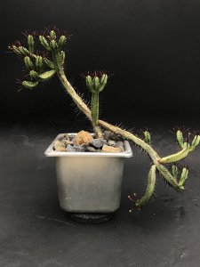 <img class='new_mark_img1' src='https://img.shop-pro.jp/img/new/icons25.gif' style='border:none;display:inline;margin:0px;padding:0px;width:auto;' />Euphorbia enopla　ユゥーフォルビア エノプラ