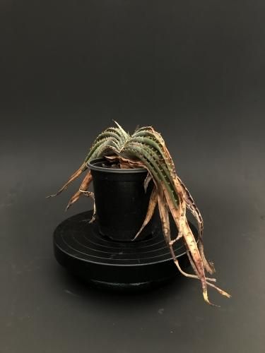 【着後レビューで 送料無料】 Aloe Suprafoliata:アロエ・スプラフォリアータ | 自然の贈り物 ハオルチア・アロエ