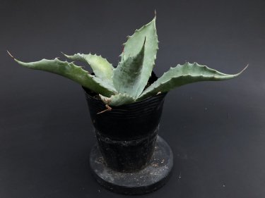 day&light:Agave sobria subsp. sobria アガベ　ソブリア　販売、通販