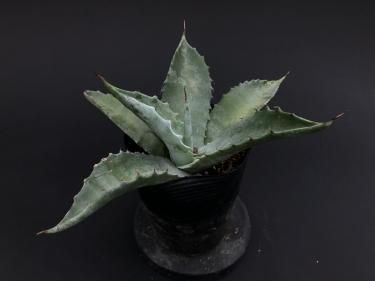 Day Light Agave Sobria Subsp Sobria アガベ ソブリア 販売 通販