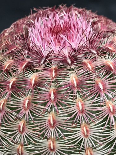 Echinocereus rigidissimus var. rubrispinus　サボテン：紫太陽　販売、通販