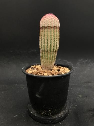 Echinocereus rigidissimus var. rubrispinus サボテン：紫太陽