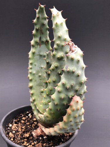 Aloe marlothii subsp marlothii アロエ 鬼切丸