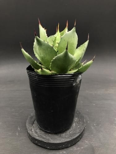 Agave Magnifica 輸入種実生苗 販売