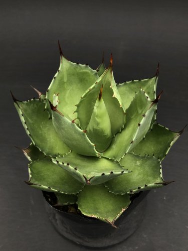 アガベ サロモニー・ アガベ マグニフィカ Agave salomonii / Agave sp