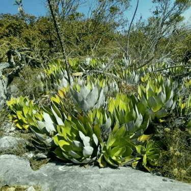 アガベ サロモニー・ アガベ マグニフィカ Agave salomonii / Agave sp