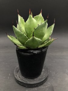 <img class='new_mark_img1' src='https://img.shop-pro.jp/img/new/icons25.gif' style='border:none;display:inline;margin:0px;padding:0px;width:auto;' />Agave sp magnifica（輸入種実生苗）