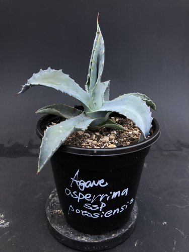 day&light:Agave　asperrima ssp potosiensis アスペリーマ　ポトシエンシス販売、通販