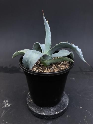 アガベ　 アスペリーマ　ポトシエンシス　子株【引き取り専用】 アガベ・アスペリーマ 'ポトシエンシス'｜Agave asperrima ssp