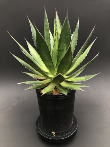 <img class='new_mark_img1' src='https://img.shop-pro.jp/img/new/icons43.gif' style='border:none;display:inline;margin:0px;padding:0px;width:auto;' />Agave horrida (ڥ͢)