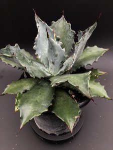 <img class='new_mark_img1' src='https://img.shop-pro.jp/img/new/icons1.gif' style='border:none;display:inline;margin:0px;padding:0px;width:auto;' />Agave temacapulinensis١ƥޥץͥ󥷥