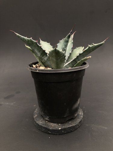 Agave salmiana var feroxアガベ サルミアーナ フェロックス (輸入種子苗) |  大型種のアガベで耐寒性もあり植栽やシンボルプランツに最適 - アンティークと観葉植物の通販【Day＆Light】（同梱で発送も可能です。）