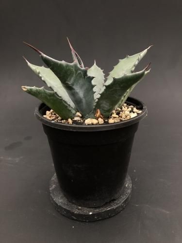 アガベ　大株　フェロックス　強刺　耐寒性有 アガベ・サルミアナ 'フェロックス'｜Agave salmiana var.ferox