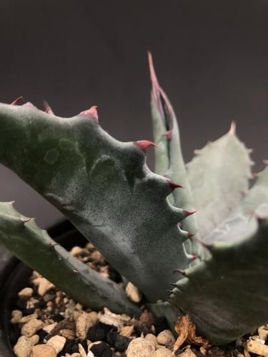 Agave salmiana var feroxアガベ サルミアーナ フェロックス Agave salmiana var feroxアガベ サルミアーナ フェロックス