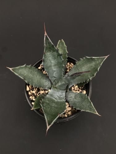 Agave salmiana var feroxアガベ サルミアーナ フェロックス