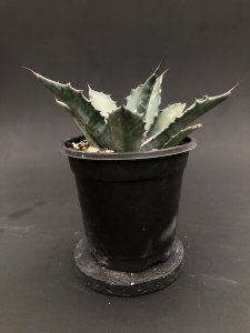<img class='new_mark_img1' src='https://img.shop-pro.jp/img/new/icons1.gif' style='border:none;display:inline;margin:0px;padding:0px;width:auto;' />Agave salmiana var feroxアガベ サルミアーナ フェロックス (輸入種子苗)