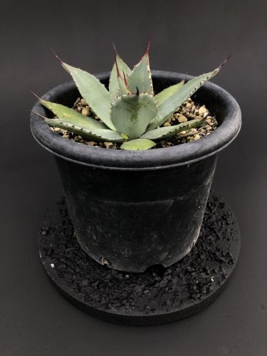 Agave parryi var. huachucensis 'wakefield' （Giant huachuta）  アガベパリーホーチエンシスウェイクフィールド