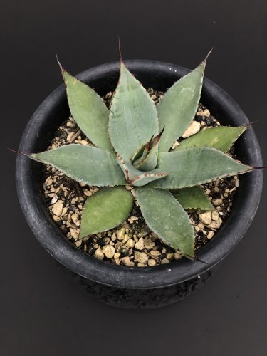 Agave parryi var. huachucensis 'wakefield' （Giant huachuta）  アガベパリーホーチエンシスウェイクフィールド