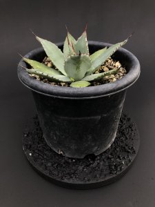 Agave parryi var. huachucensis 'wakefield' （Giant huachuta） アガベパリーホーチエンシス ウェイクフィールド