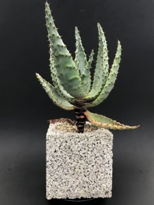 Aloe marlothii subsp marlothiixPumice potڴ