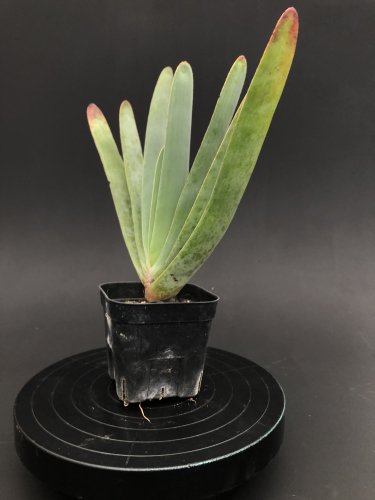 Aloe plicatilis:アロエ・プリカティリス | ユリ科 | 南アフリカ原産 -  アンティークと観葉植物の通販【Day＆Light】（同梱で発送も可能です。）