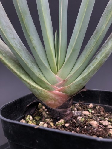 Aloe plicatilis:アロエ・プリカティリス | ユリ科 | 南アフリカ原産 -  アンティークと観葉植物の通販【Day＆Light】（同梱で発送も可能です。）