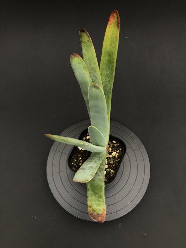 Aloe plicatilis:アロエ・プリカティリス | ユリ科 | 南アフリカ原産 -  アンティークと観葉植物の通販【Day＆Light】（同梱で発送も可能です。）