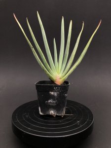 Aloe plicatilis:アロエ・プリカティリス | ユリ科 | 南アフリカ原産 -  アンティークと観葉植物の通販【Day＆Light】（同梱で発送も可能です。）