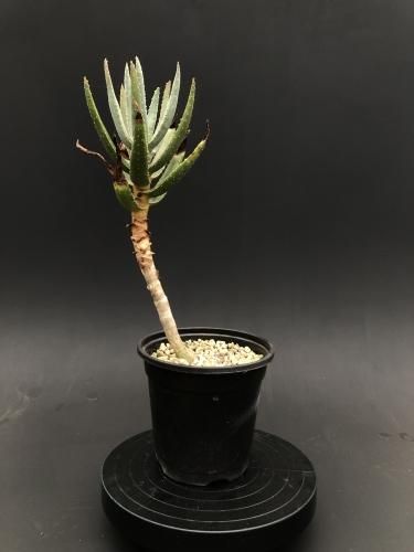 Aloe dichotoma アロエ ディコトマ | ユリ科 | 南アフリカ