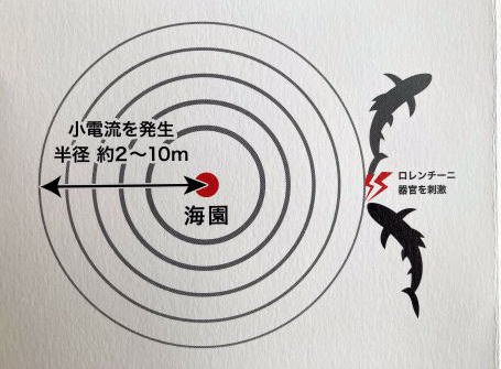 デニズ 海園 サメ被害軽減装置Ver2（店頭・電話問合せのみ） - FISHING-SCRAP