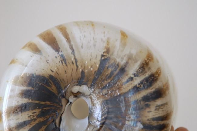 iittala Oiva Toikka bird eagle owl / オイヴァ・トイッカ