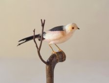 止まり木の小鳥