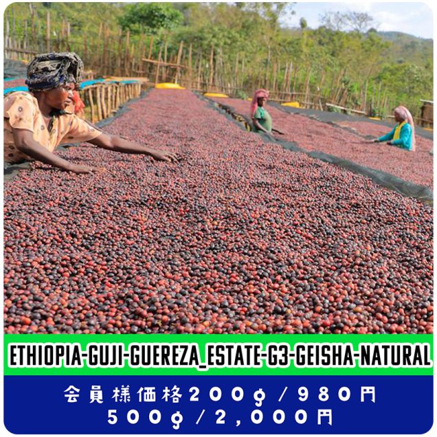 期間限定超特価　エチオピア　グジ　ゲレナ農園　ゲイシャ　ジャスミン　G1　200ｇ