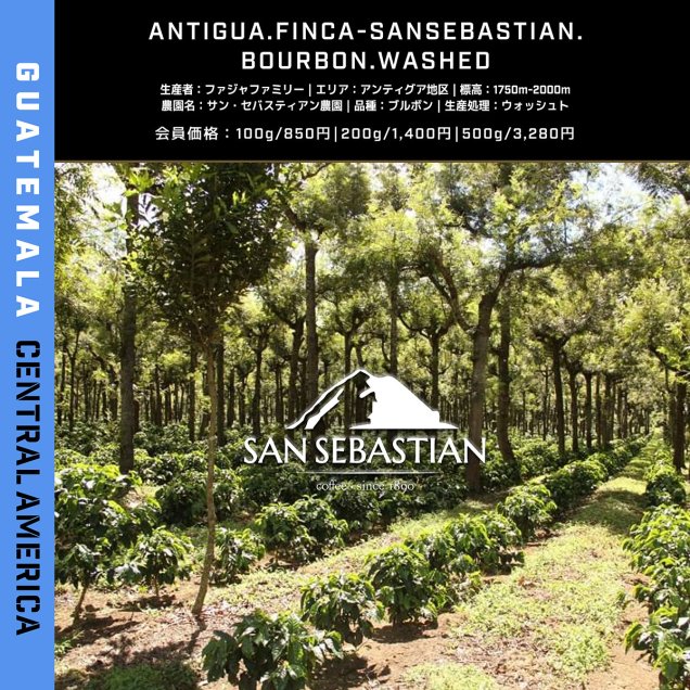 グアテマラ　サン・セバスティアン農園　ピュアブルボン　200g　ニュークロップ