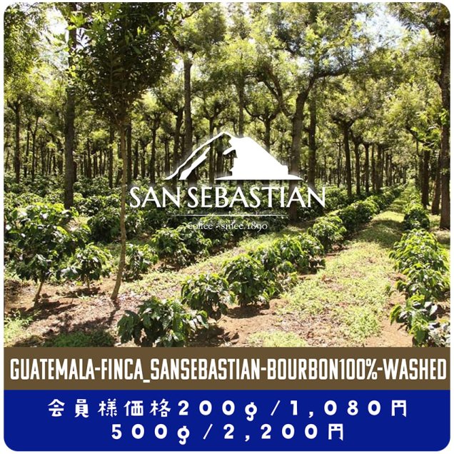 グアテマラ　サン・セバスティアン農園　ピュアブルボン　500g ニュークロップ