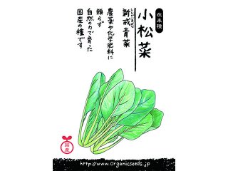 国産/自然農法種子小松菜 新戒青菜＜2.5ml・約500粒＞